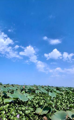 عکس بندر انزلی