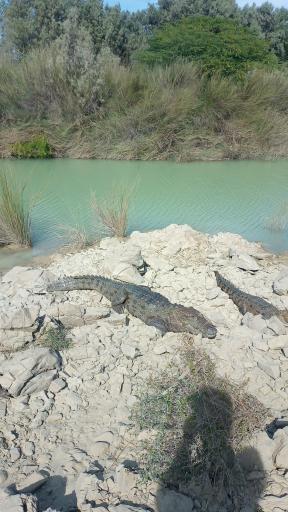 عکس اقامتگاه بومگردی شجره
