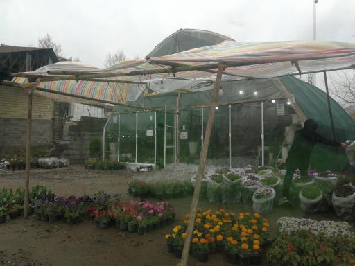 عکس گلکده مادر 