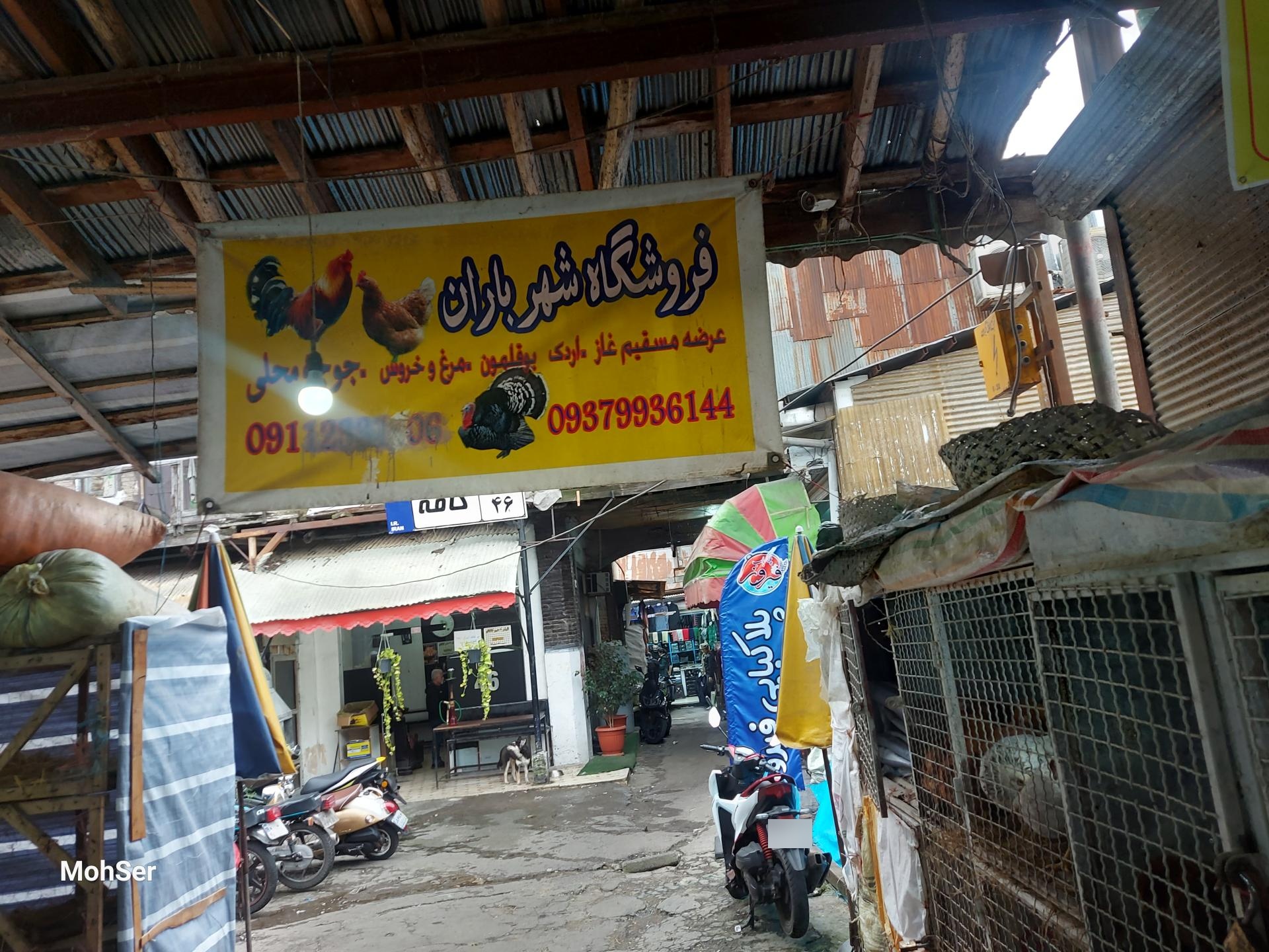 عکس پرنده فروشی شهر باران