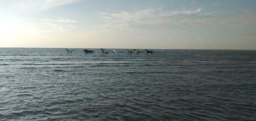 ساحل اسب‌های وحشی