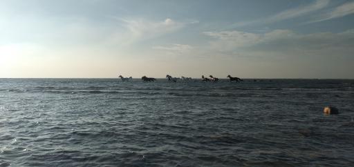 ساحل اسب‌های وحشی