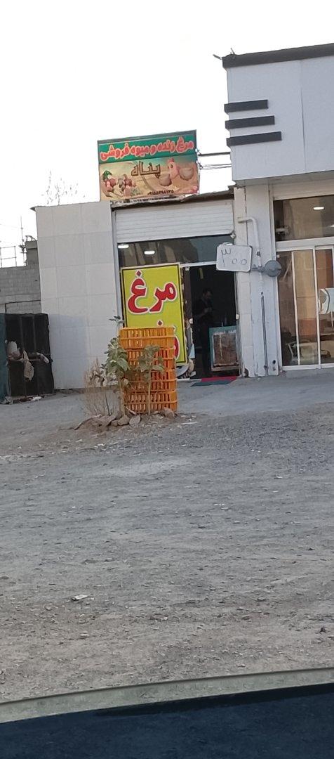 عکس مرغ زنده پناه
