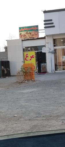 عکس مرغ زنده پناه