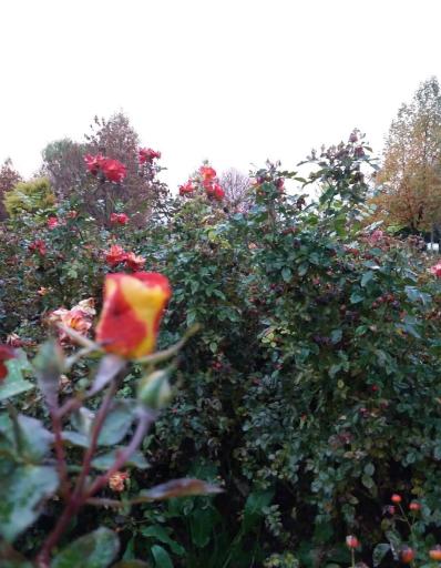 عکس پارک جانبازان