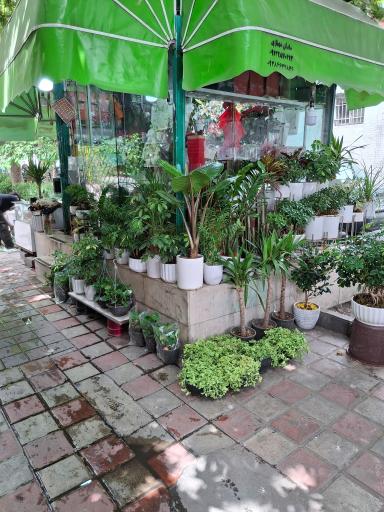 عکس گل فروشی