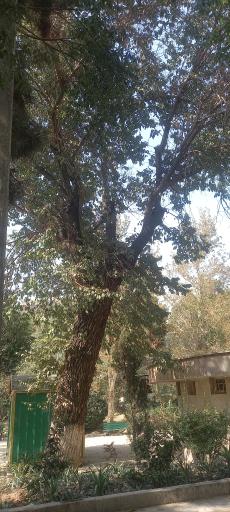 عکس بوستان رضوان (پارک بابائیان سابق)