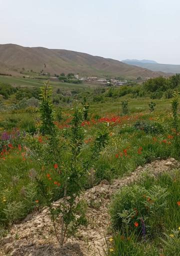 عکس خویین