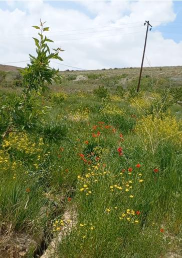 عکس خویین