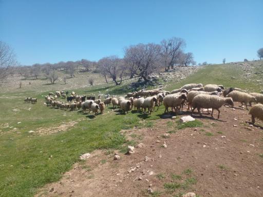 عکس تکیه