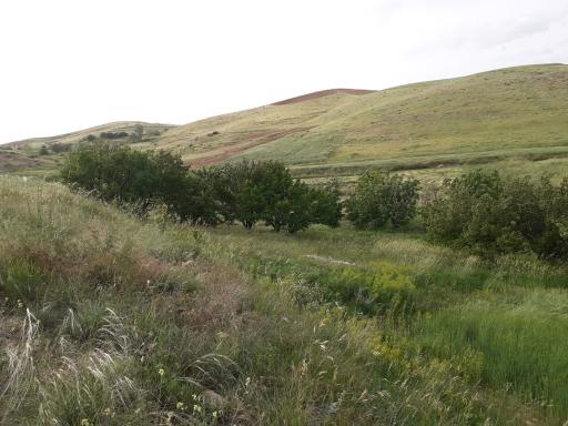عکس تکیه
