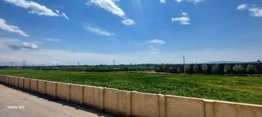 عکس قارچ کیمیای البرز