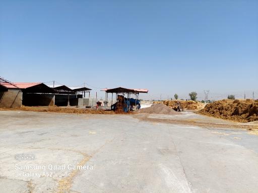 عکس قارچ کیمیای البرز