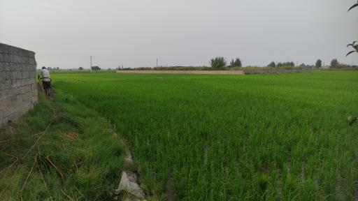 بزرگ بیشه محله