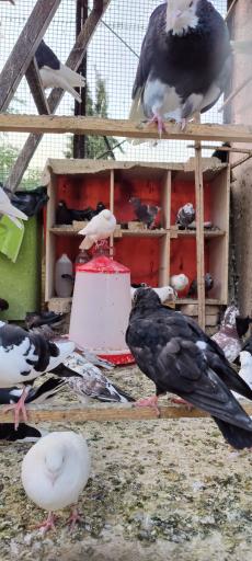 عکس کبوترخانه