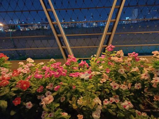 عکس پل طبیعت 2