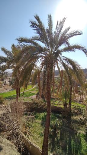 عکس نایبند