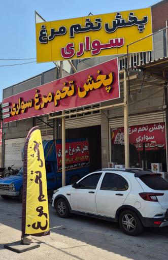 عکس پخش تخم مرغ سواری 