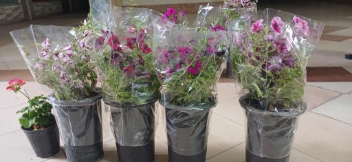 عکس گل‌فروشی گلدون