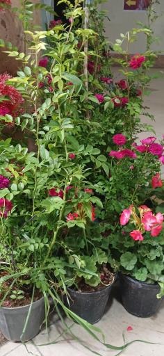 عکس گل‌فروشی گلدون