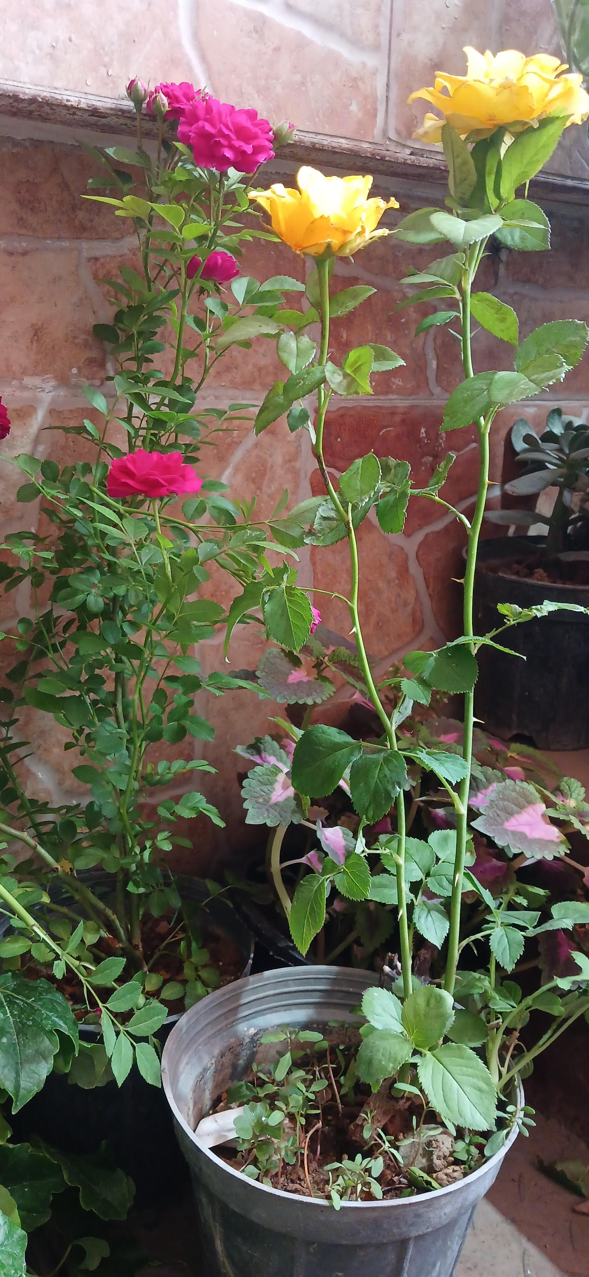 عکس گل‌فروشی گلدون