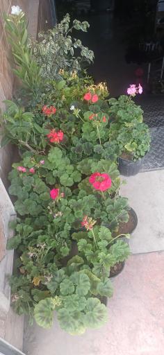 عکس گل‌فروشی گلدون