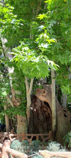 عکس پارک کله مسیح