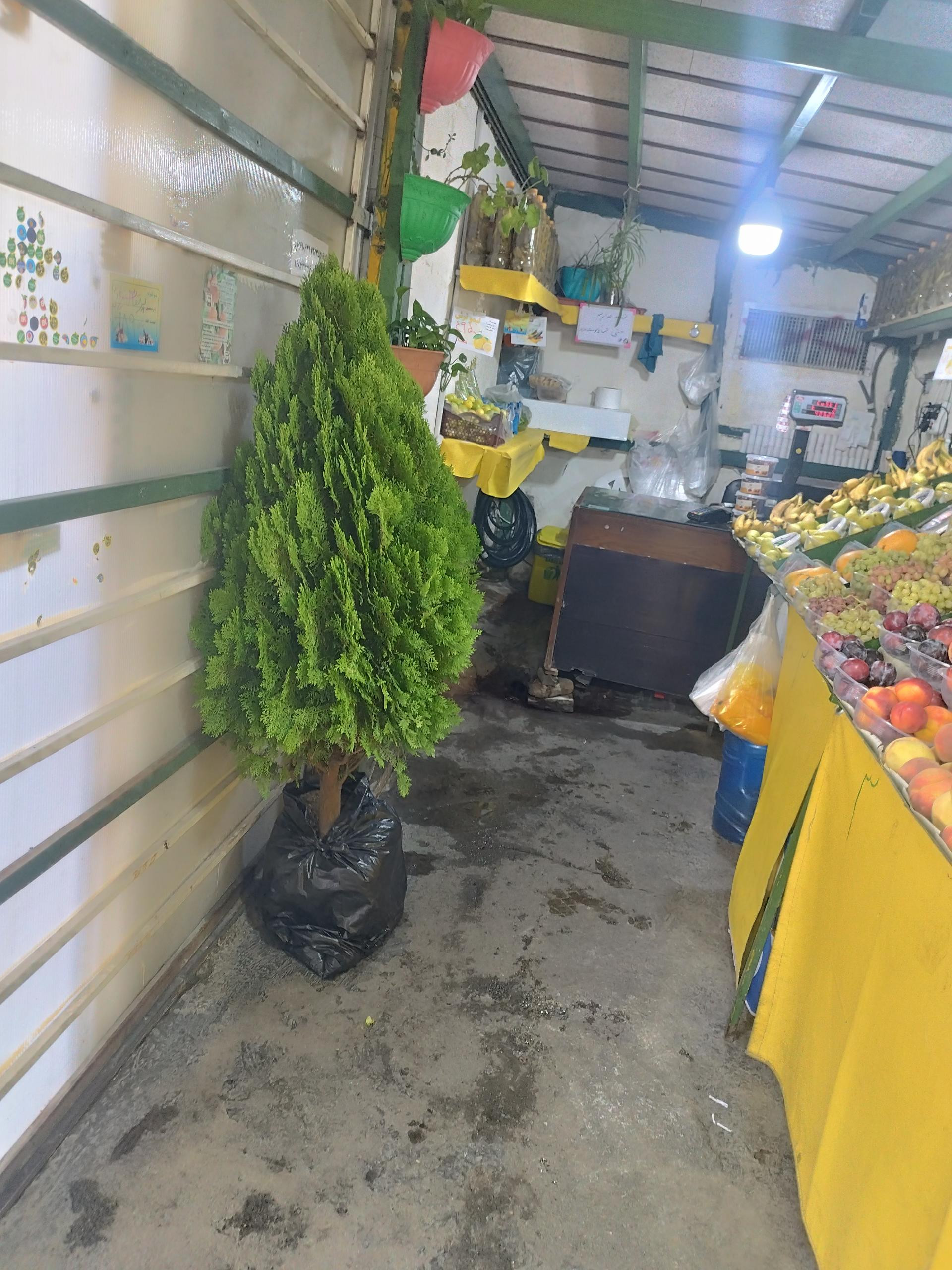 عکس میوه فرشی شهید رجایی