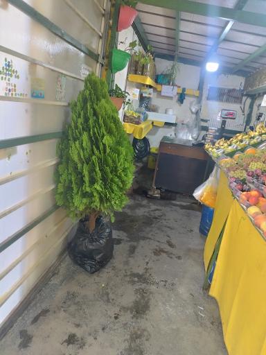 عکس میوه فرشی شهید رجایی