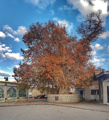 عکس چنار تیرونجان یزدیان