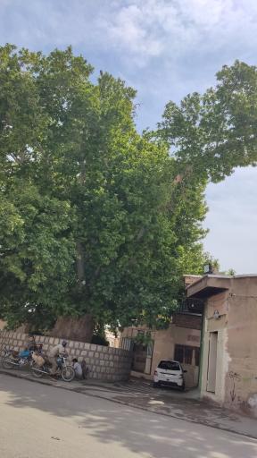 عکس چنار تیرونجان یزدیان