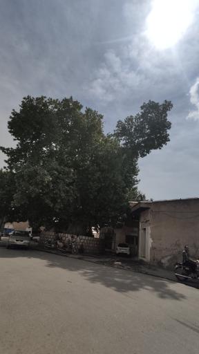 عکس چنار تیرونجان یزدیان