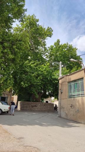 عکس چنار تیرونجان یزدیان