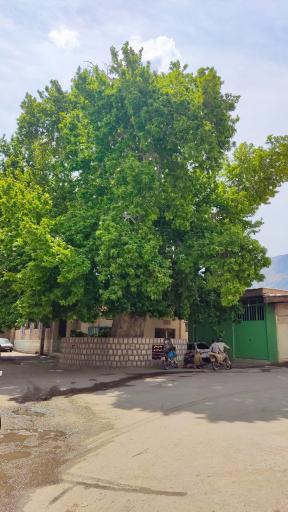 عکس چنار تیرونجان یزدیان