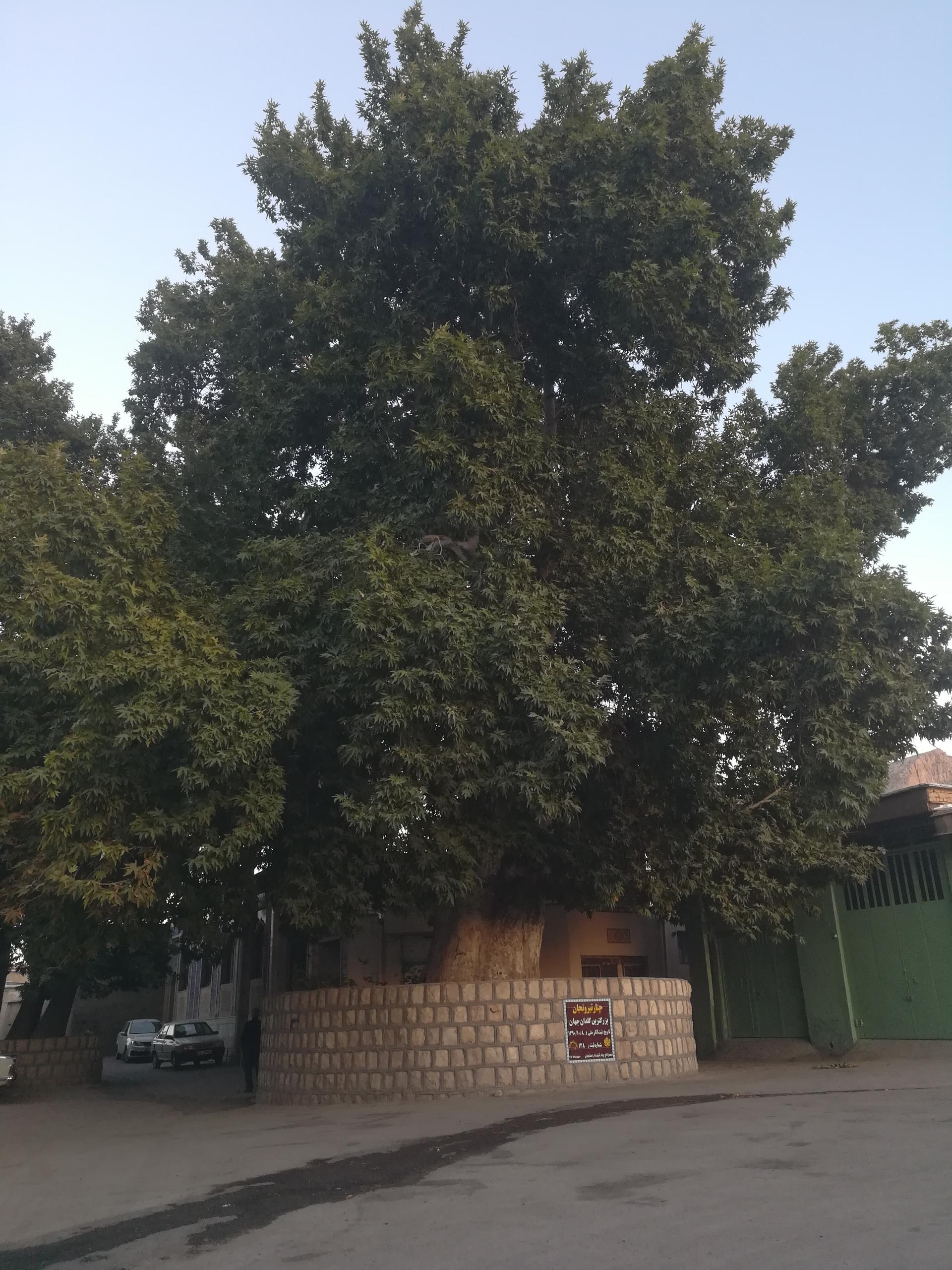 عکس چنار تیرونجان یزدیان