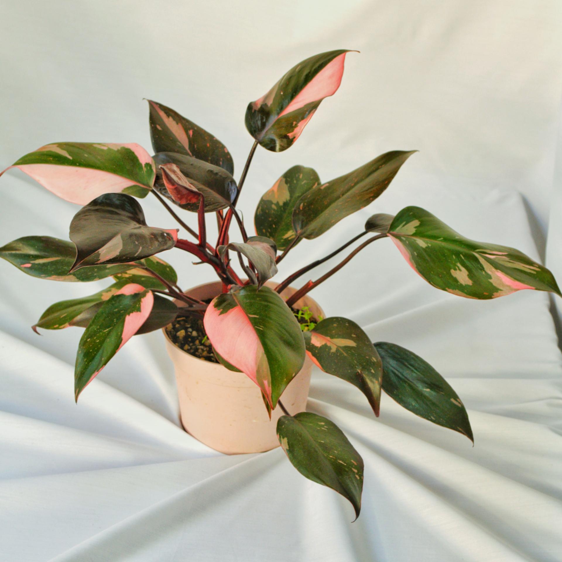 عکس سرزمین سبز گرینلند