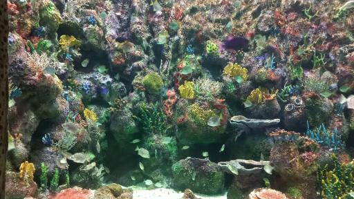 عکس فروشگاه آکواریوم دریا 