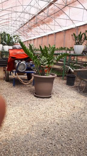 عکس گلخانه عطرین