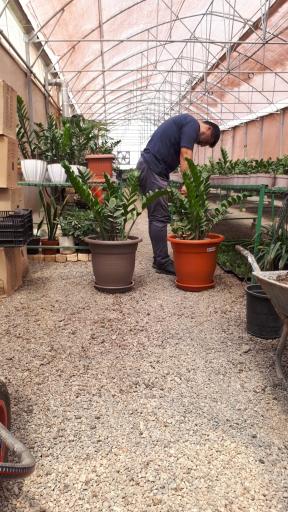 گلخانه عطرین