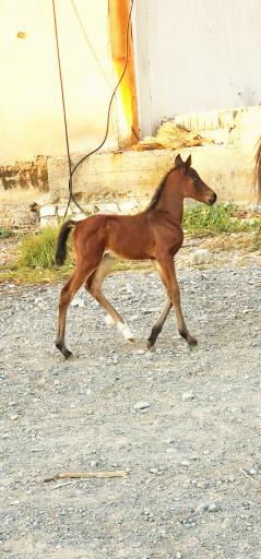 عکس باشگاه سوارکاری امیدی