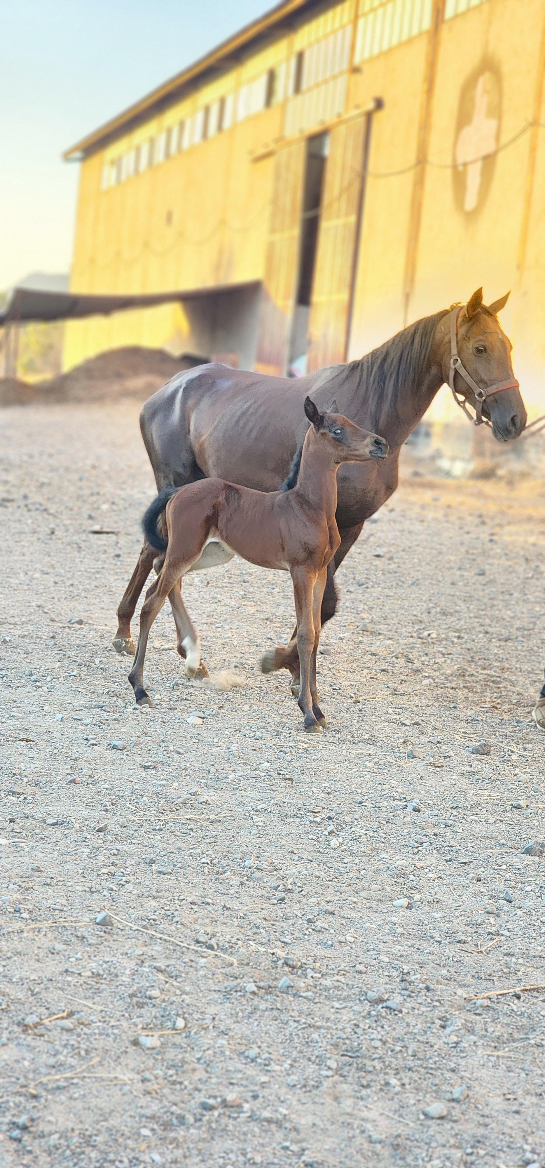 عکس باشگاه سوارکاری امیدی