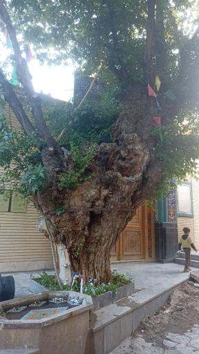 عکس کمجان