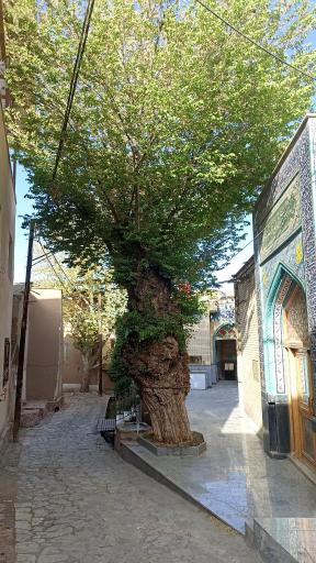 عکس کمجان