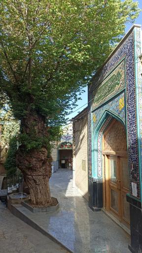 عکس کمجان