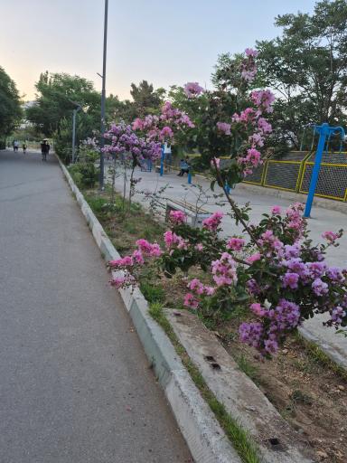 عکس پارک جنگلی پردیسان درب همت