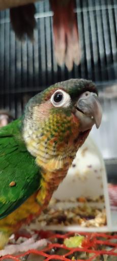 عکس گرین طوطی