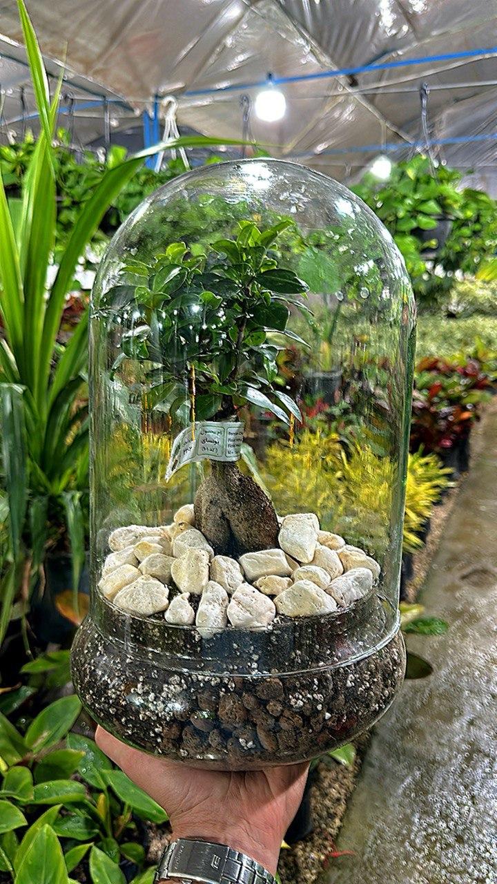 عکس گلسرای ستایش 