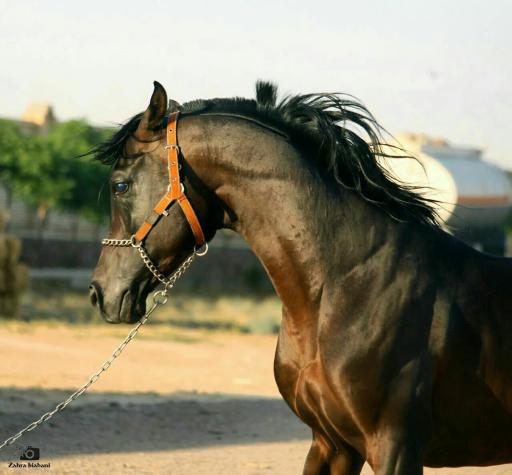 عکس باشگاه سوارکاری سالار خراسان