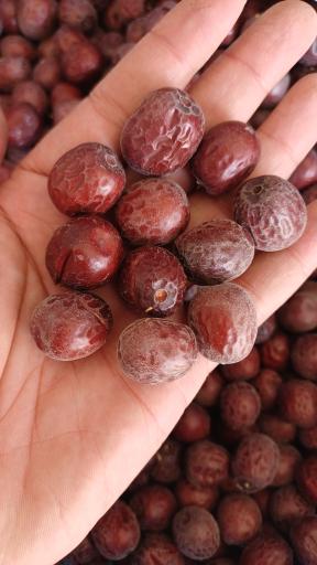 عکس خشکبار ارغوان عربی پور