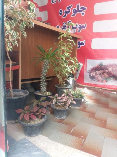 عکس غذای آماده ننه خاتون